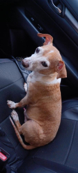 Reunited Male Dog last seen Sunny Ridge / west road 77095, Houston, TX 77095