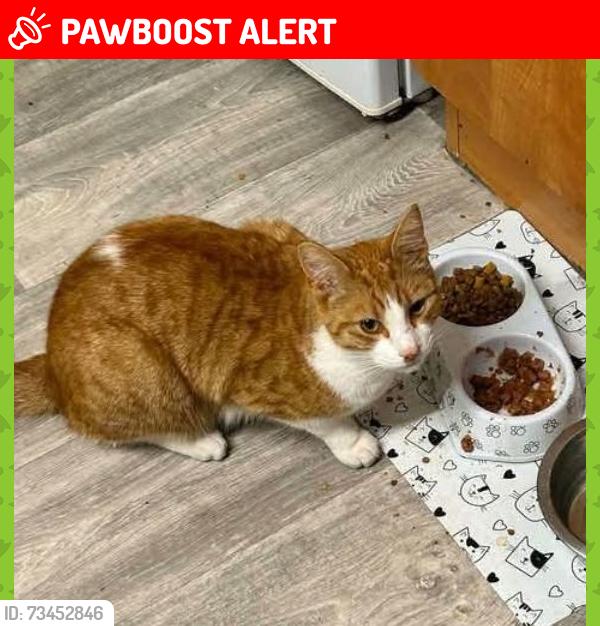 Lost Male Cat last seen Camillus Road, Knutton Newcastle under Lyme, Staffordshire, England 