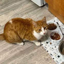 Lost Male Cat last seen Camillus Road, Knutton Newcastle under Lyme, Staffordshire, England 