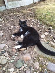 Lost Male Cat last seen Baptist Church Catshill, Catshill, England B61 0NF