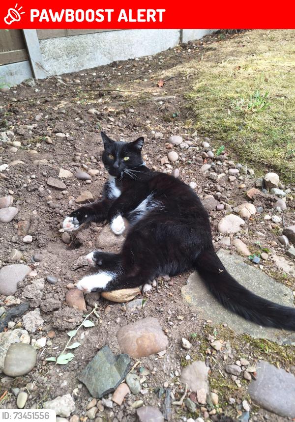Lost Male Cat last seen Baptist Church Catshill, Catshill, England B61 0NF