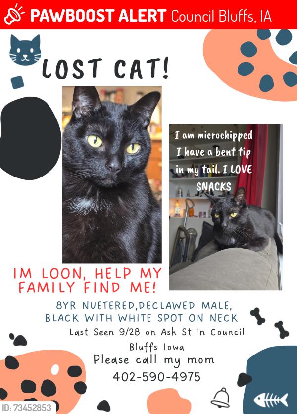 Lost Male Cat last seen Ash and 9th Ave, Council Bluffs, IA 51501
