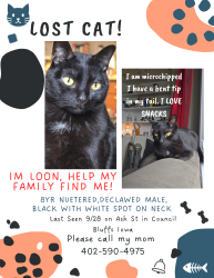 Lost Male Cat last seen Ash and 9th Ave, Council Bluffs, IA 51501