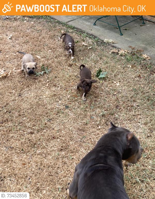 Found/Stray Unknown Dog last seen 4th and Santa Fe, Oklahoma City, OK 73170