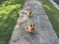 Reunited Unknown Dog last seen Northampton Drive, Cherokee County, GA 30115