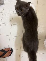 Found/Stray Male Cat last seen Jackie robinson pack, New York, NY 10030