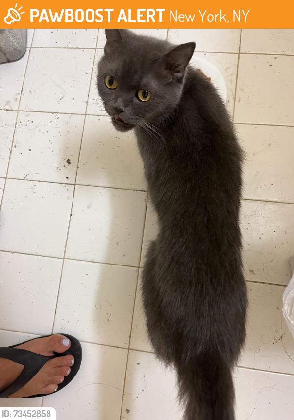 Found/Stray Male Cat last seen Jackie robinson pack, New York, NY 10030