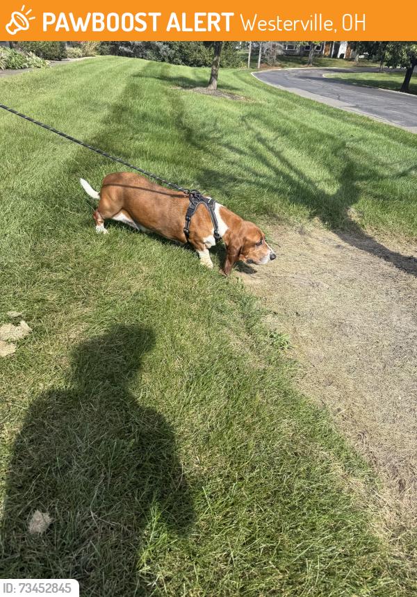 Found/Stray Male Dog last seen Scenic Club Drive, Westerville, OH 43081