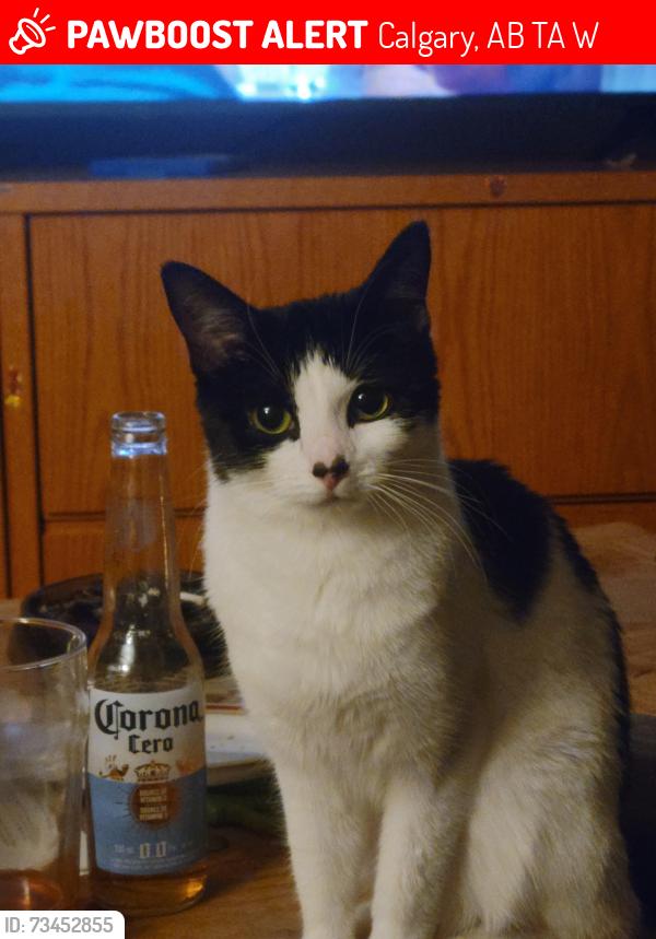 Lost Female Cat last seen Calgary village, Calgary, AB T2A 0W6