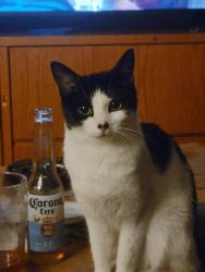Lost Female Cat last seen Calgary village, Calgary, AB T2A 0W6