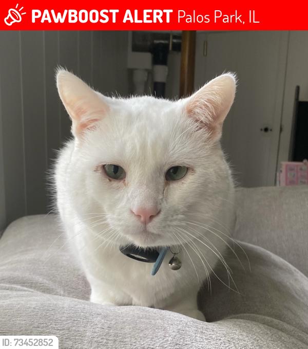 Lost Male Cat last seen 121st and 86th Ave, Palos Park, IL 60464
