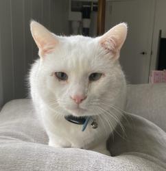 Lost Male Cat last seen 121st and 86th Ave, Palos Park, IL 60464