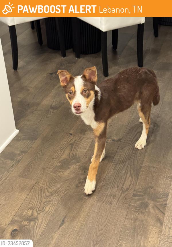 Found/Stray Female Dog last seen Jasmine St and Cairo Bend, Lebanon, TN 37087