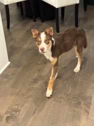 Found/Stray Female Dog last seen Jasmine St and Cairo Bend, Lebanon, TN 37087