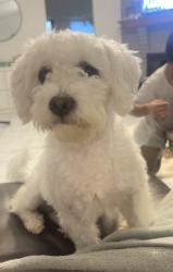 Lost Male Dog last seen Neighborhood infront of Walmart, Dallas, TX 75249