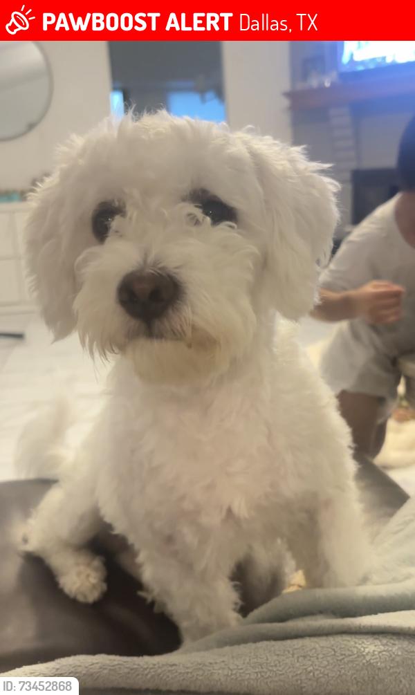 Lost Male Dog last seen Neighborhood infront of Walmart, Dallas, TX 75249