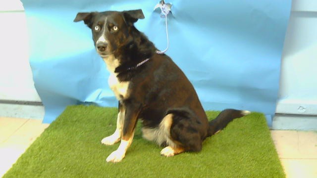 Shelter Stray Male Dog last seen , 216 W Victoria St, Gardena, CA 90248, USA