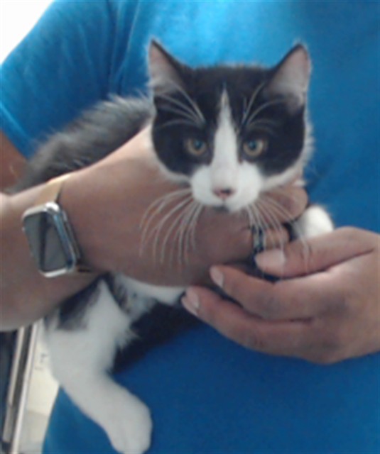 Shelter Stray Male Cat last seen Near BLOCK CARSON DR, FAYETTEVILLE NC 28303, 4704 Corporation Dr, Fayetteville, NC 28306, USA