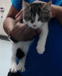 Shelter Stray Male Cat last seen Near BLOCK CARSON DR, FAYETTEVILLE NC 28303, 4704 Corporation Dr, Fayetteville, NC 28306, USA