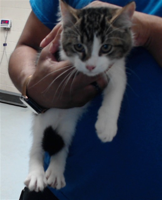 Shelter Stray Male Cat last seen Near BLOCK CARSON DR, FAYETTEVILLE NC 28303, 4704 Corporation Dr, Fayetteville, NC 28306, USA