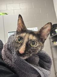 Shelter Stray Female Cat last seen Near, 5001 E Raymond St, Indianapolis, IN 46203, USA