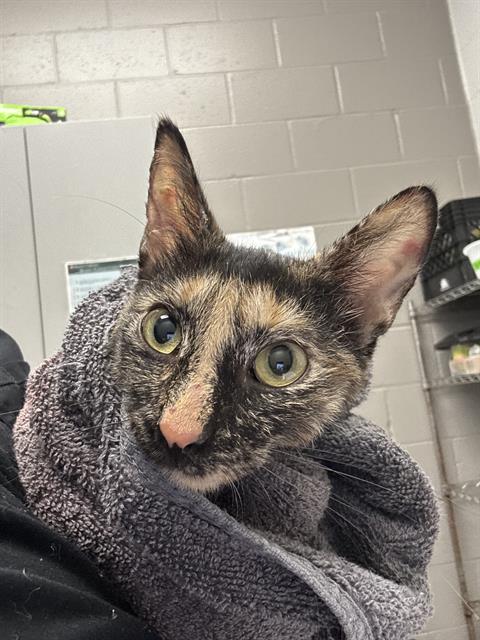 Shelter Stray Female Cat last seen Near, 5001 E Raymond St, Indianapolis, IN 46203, USA