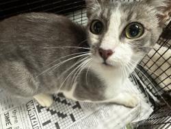 Shelter Stray Female Cat last seen , 14409 Vanowen St, Van Nuys, CA 91405, USA