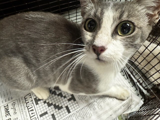 Shelter Stray Female Cat last seen , 14409 Vanowen St, Van Nuys, CA 91405, USA