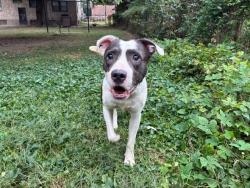 Shelter Stray Male Dog last seen Near BLOCK N 27TH STREET, 3528 Newburg Rd, Louisville, KY 40218, USA