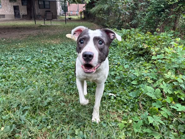 Shelter Stray Male Dog last seen Near BLOCK N 27TH STREET, 3528 Newburg Rd, Louisville, KY 40218, USA