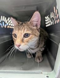 Shelter Stray Unknown Cat last seen CALIFORNIA BAKERSFIELD, 201 S Mt Vernon Ave, Bakersfield, CA 93307, USA
