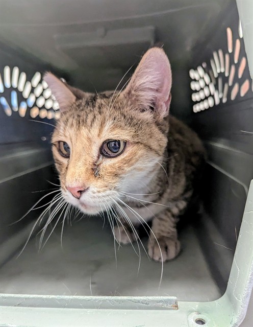 Shelter Stray Unknown Cat last seen CALIFORNIA BAKERSFIELD, 201 S Mt Vernon Ave, Bakersfield, CA 93307, USA