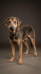Shelter Stray Male Dog last seen Near BLOCK JEANA STREET, 2020 Forest St, Jacksonville, FL 32204, USA