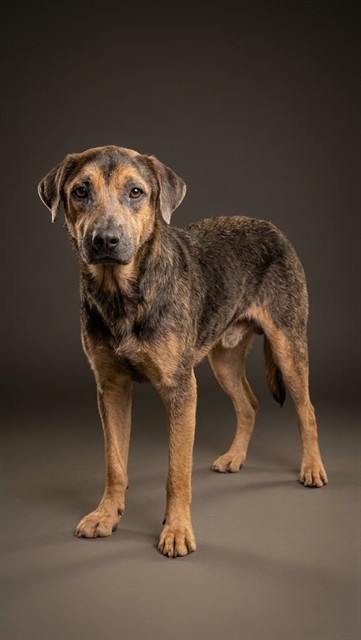 Shelter Stray Male Dog last seen Near BLOCK JEANA STREET, 2020 Forest St, Jacksonville, FL 32204, USA