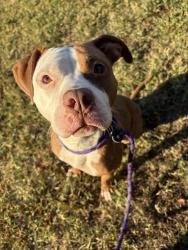 Shelter Stray Female Dog last seen CHARLOTTE, 8315 Byrum Dr, Charlotte, NC 28217, USA