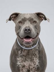 Shelter Stray Female Dog last seen Near BLOCK E DUVAL LAKE RD, 2020 Forest St, Jacksonville, FL 32204, USA