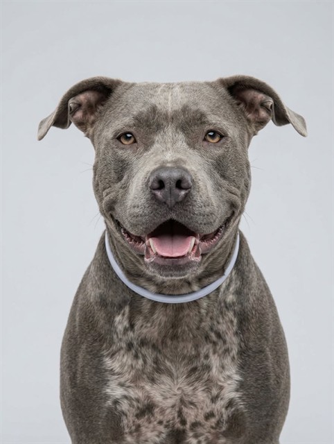 Shelter Stray Female Dog last seen Near BLOCK E DUVAL LAKE RD, 2020 Forest St, Jacksonville, FL 32204, USA