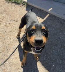 Shelter Stray Male Dog last seen AGUA CALIENTE RD EXN AND OLD US HWY 80, 2500 S 27th Ave, Phoenix, AZ 85009, USA