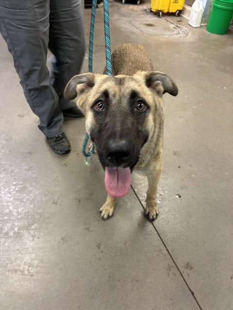 Shelter Stray Male Dog last seen 92ND AVE AND GARFIELD ST, 2500 S 27th Ave, Phoenix, AZ 85009, USA