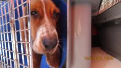 Shelter Stray Female Dog last seen Near BLOCK E DON CARLOS AVE, 5501 E Van Buren St, Phoenix, AZ 85008, USA