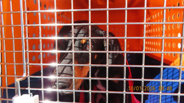 Shelter Stray Male Dog last seen 35TH ? AND MCDOWELL, 5501 E Van Buren St, Phoenix, AZ 85008, USA