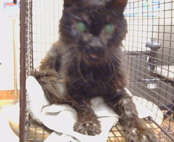 Shelter Stray Male Cat last seen MADISON AVE/JACKSON ST, 95660, 3839 Bradshaw Rd, Sacramento, CA 95827, USA
