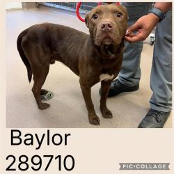 Shelter Stray Male Dog last seen ROGERS RD, 4214 Fulton Mill Rd, Macon, GA 31216, USA