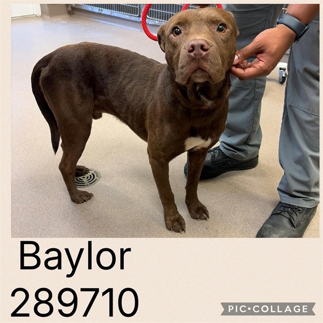 Shelter Stray Male Dog last seen ROGERS RD, 4214 Fulton Mill Rd, Macon, GA 31216, USA