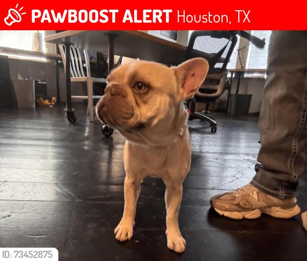 Lost Male Dog last seen Near east 24th street 77009, Houston, TX 77009