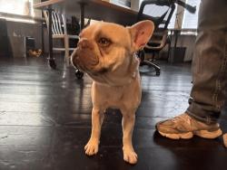 Lost Male Dog last seen Near east 24th street 77009, Houston, TX 77009