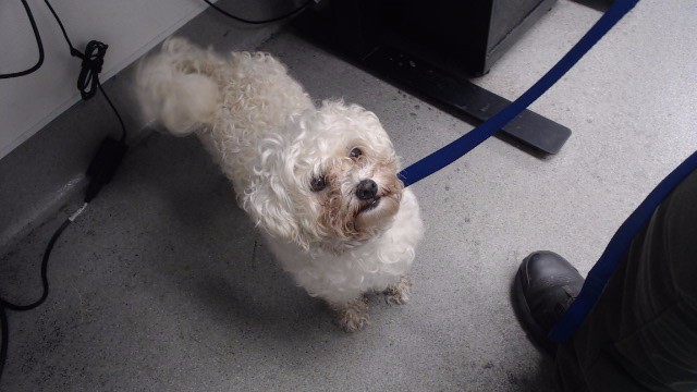 Shelter Stray Female Dog last seen MCALLISTER X VAN NESS, 1419 Bryant St, San Francisco, CA 94103, USA