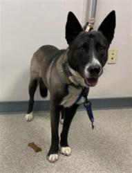 Shelter Stray Male Dog last seen ROAD 180/HWY 198 EXETER, Visalia, CA 93292, USA