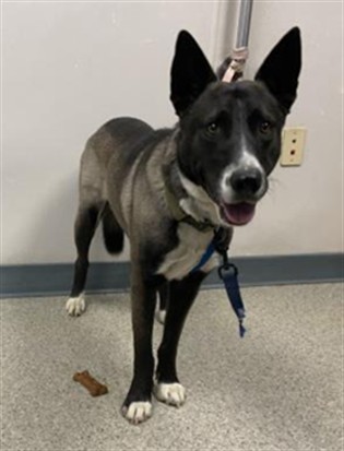 Shelter Stray Male Dog last seen ROAD 180/HWY 198 EXETER, Visalia, CA 93292, USA