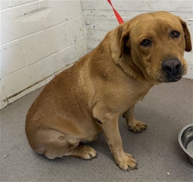 Shelter Stray Male Dog last seen Near BLOCK N ACACIA AVE, 333 Chandler Pl, San Bernardino, CA 92408, USA